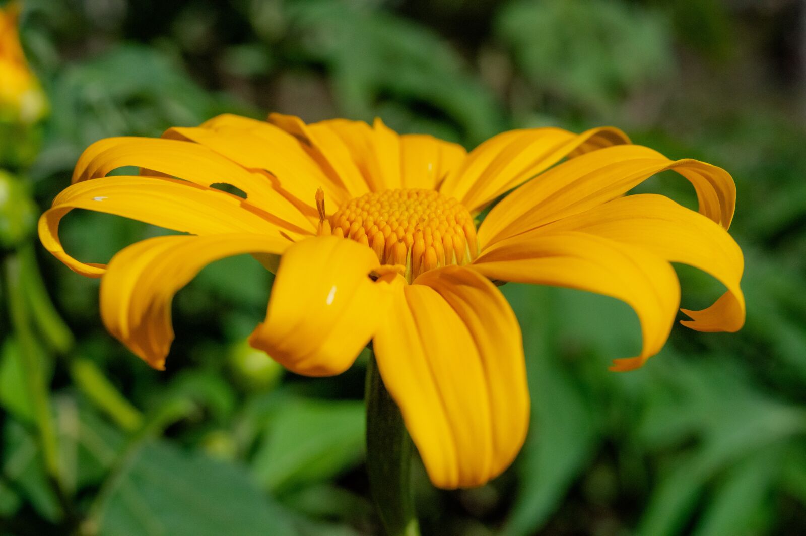 Nikon D3200 sample photo. Sunflower, green, summer photography