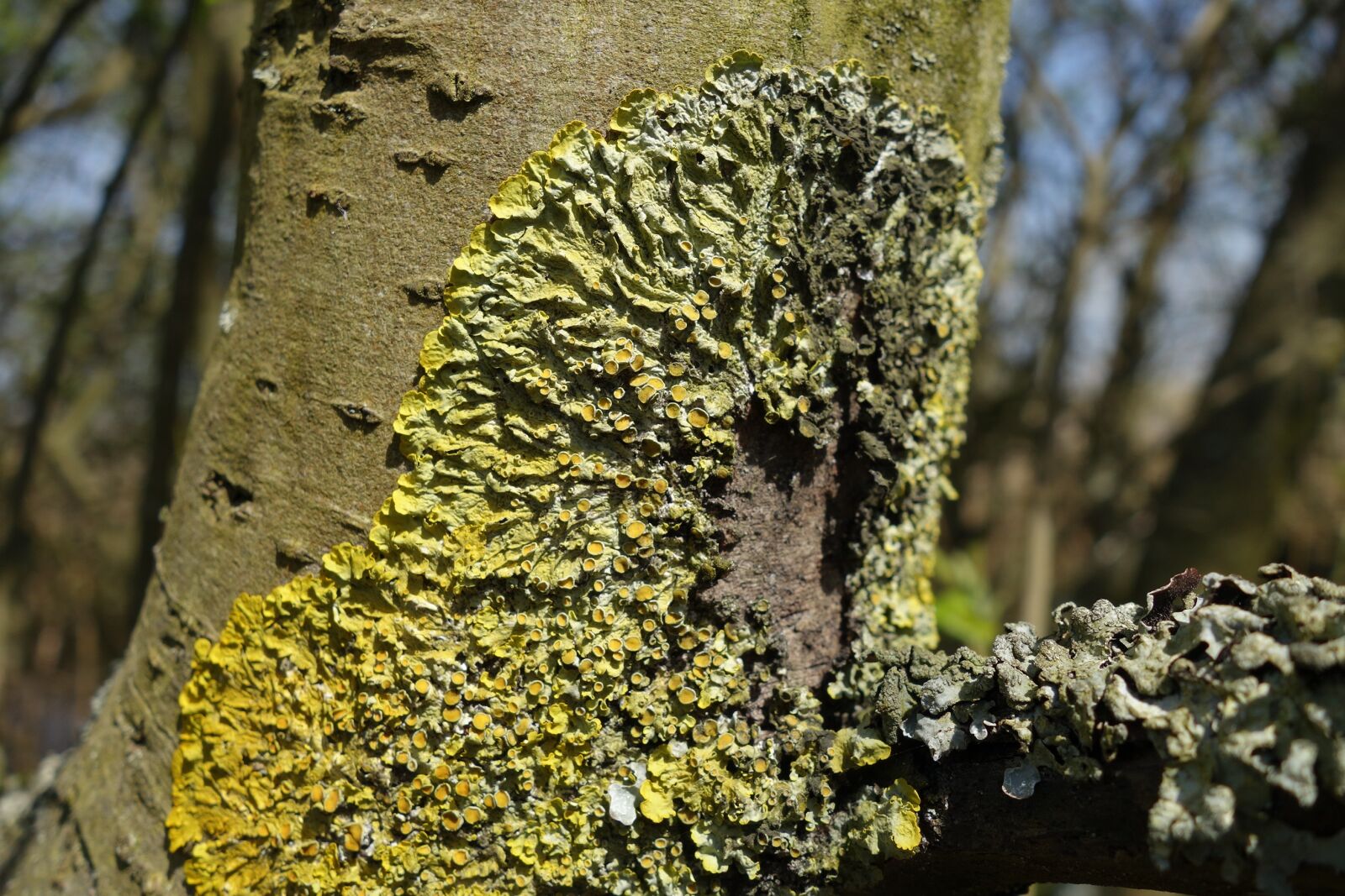 Sony Cyber-shot DSC-RX100 II sample photo. Lichen, moss, tree trunk photography