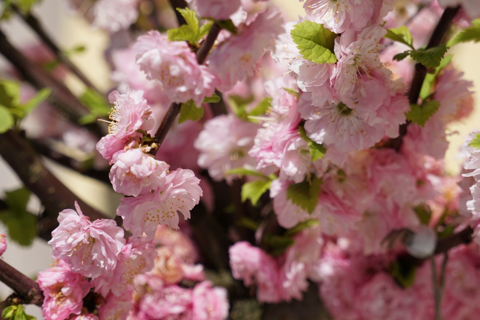 Sony a6000 sample photo. Flower, plant, cherry wood photography