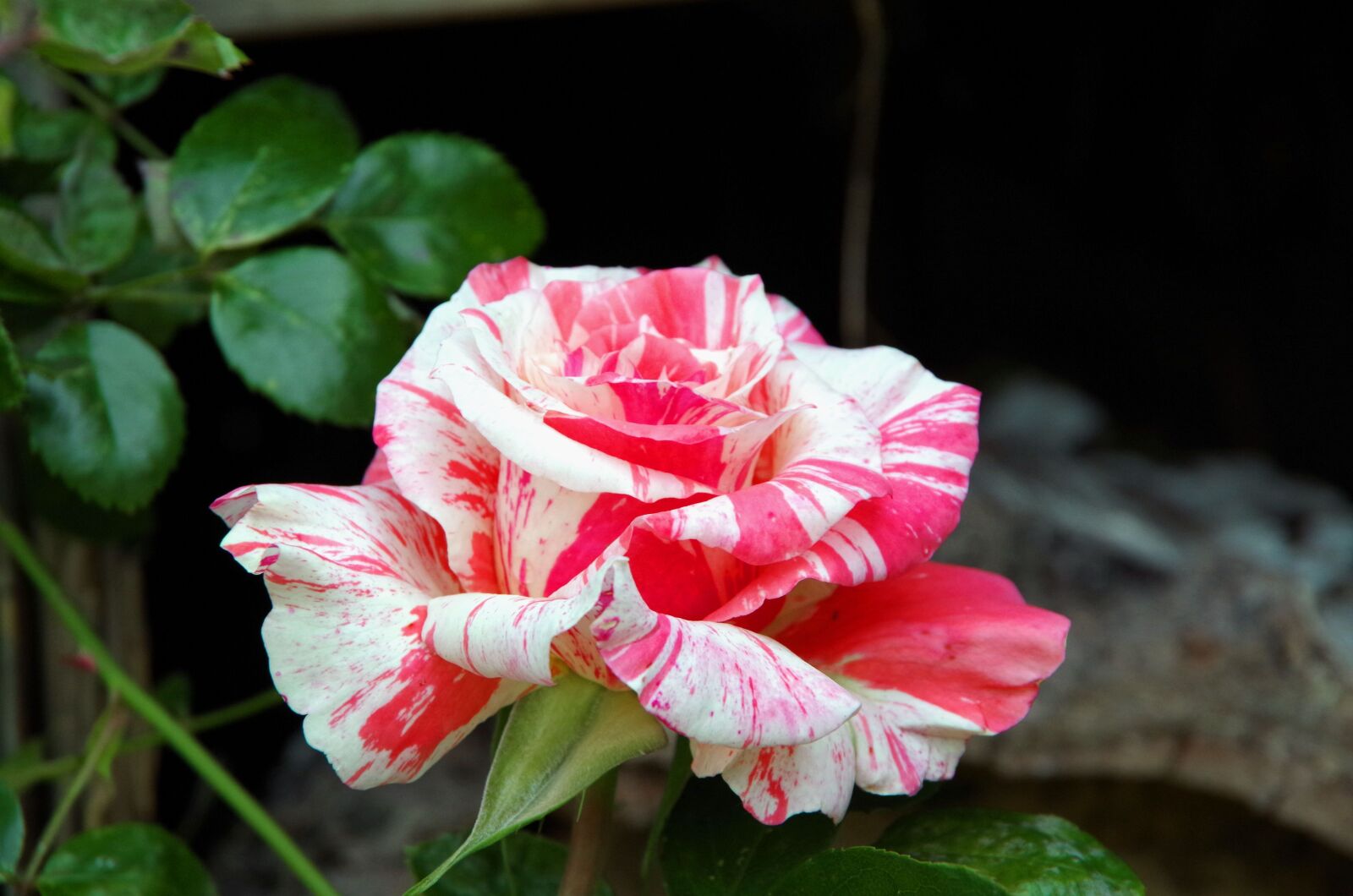 Pentax K-50 sample photo. Rose, blossom, bloom photography