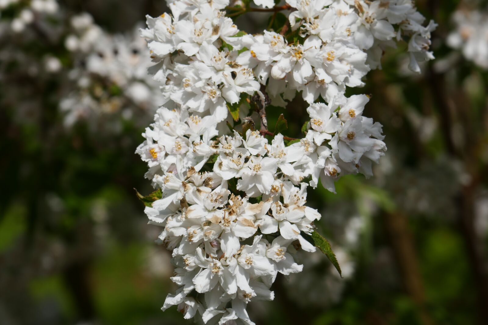 Panasonic Lumix DMC-ZS100 (Lumix DMC-TZ100) sample photo. Flowers, bloom, blossom photography