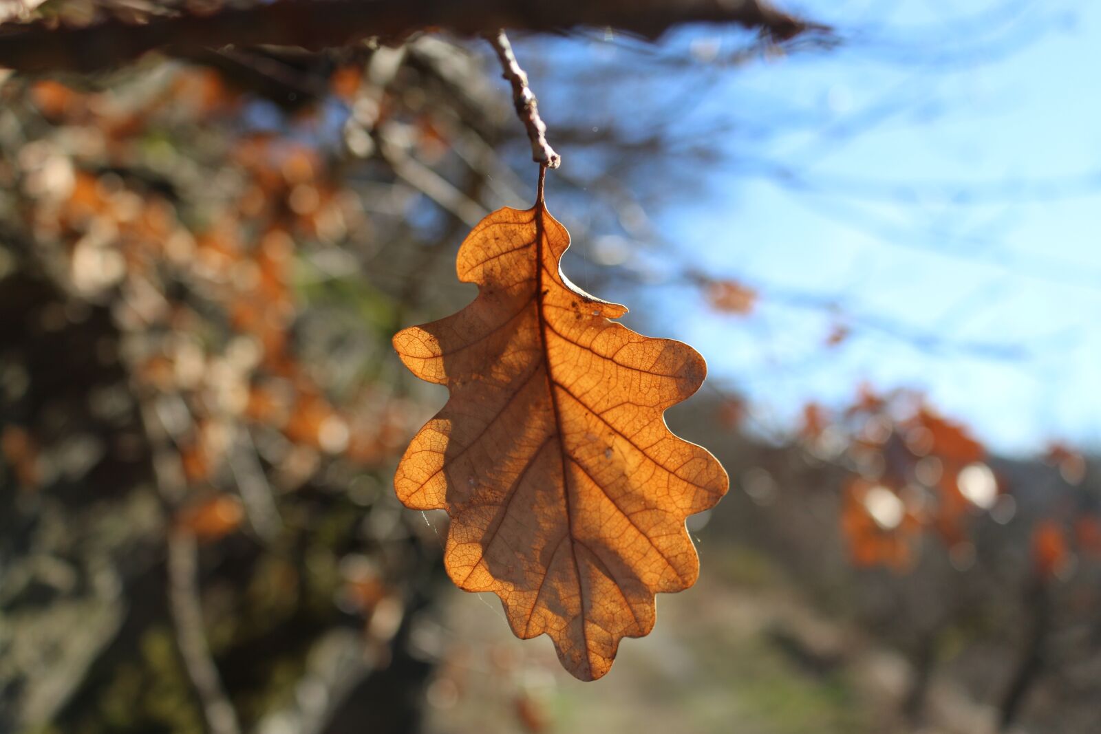 Canon EOS 700D (EOS Rebel T5i / EOS Kiss X7i) + Canon EF-S 18-55mm F3.5-5.6 IS STM sample photo. Leaf, autumn, forest photography