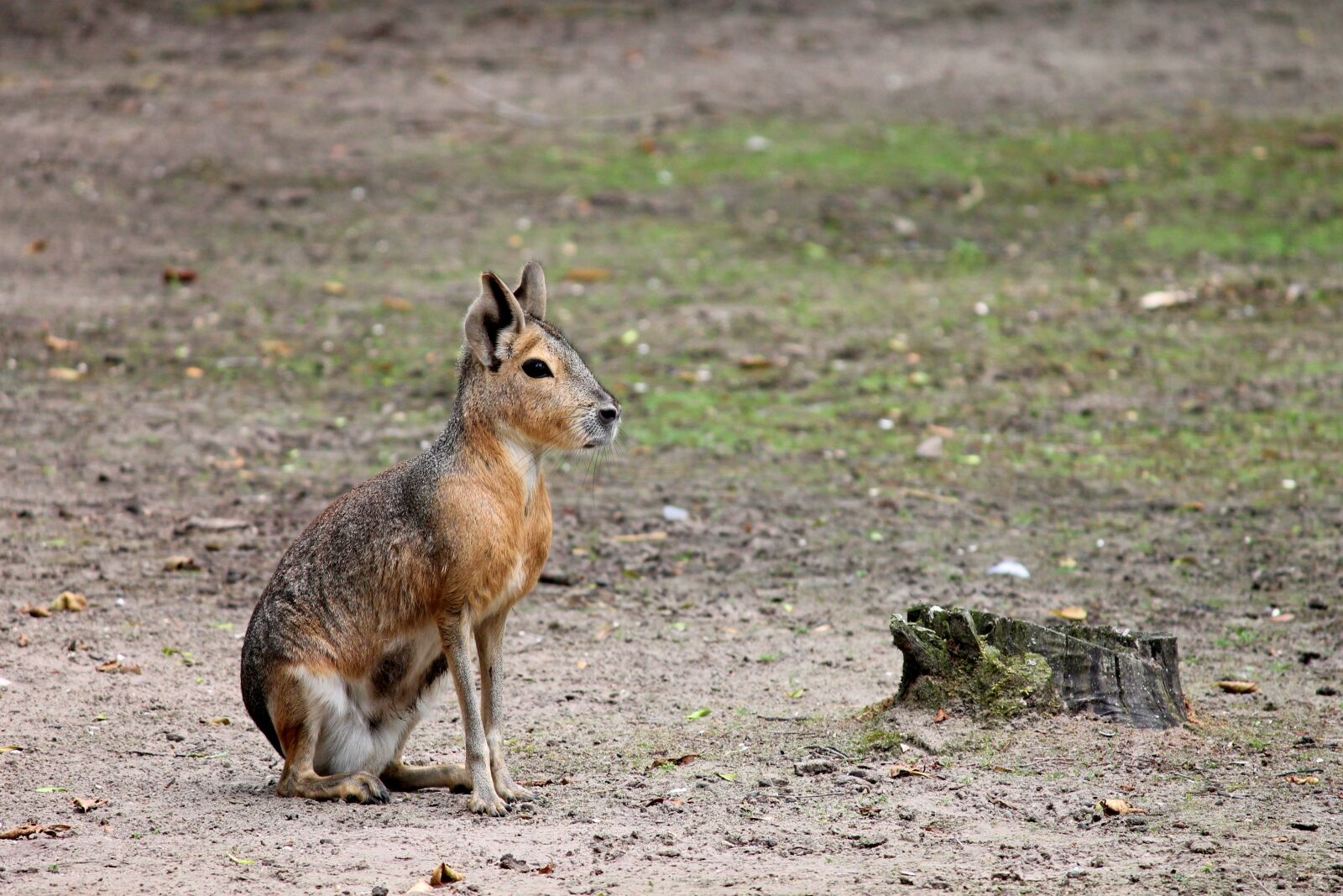 Canon EOS 1100D (EOS Rebel T3 / EOS Kiss X50) sample photo. Pampashase, rodent, argentina photography