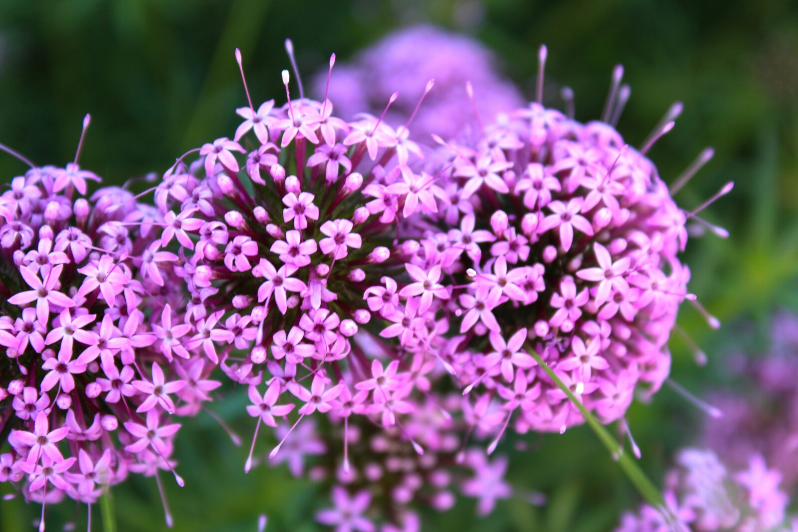 Canon EOS 1300D (EOS Rebel T6 / EOS Kiss X80) sample photo. Purple, flower, blossom photography