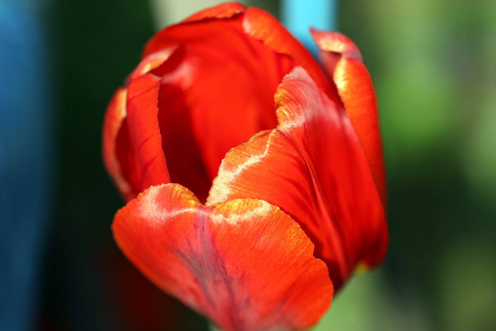 Canon EOS 7D Mark II sample photo. Tulip, spring, red photography