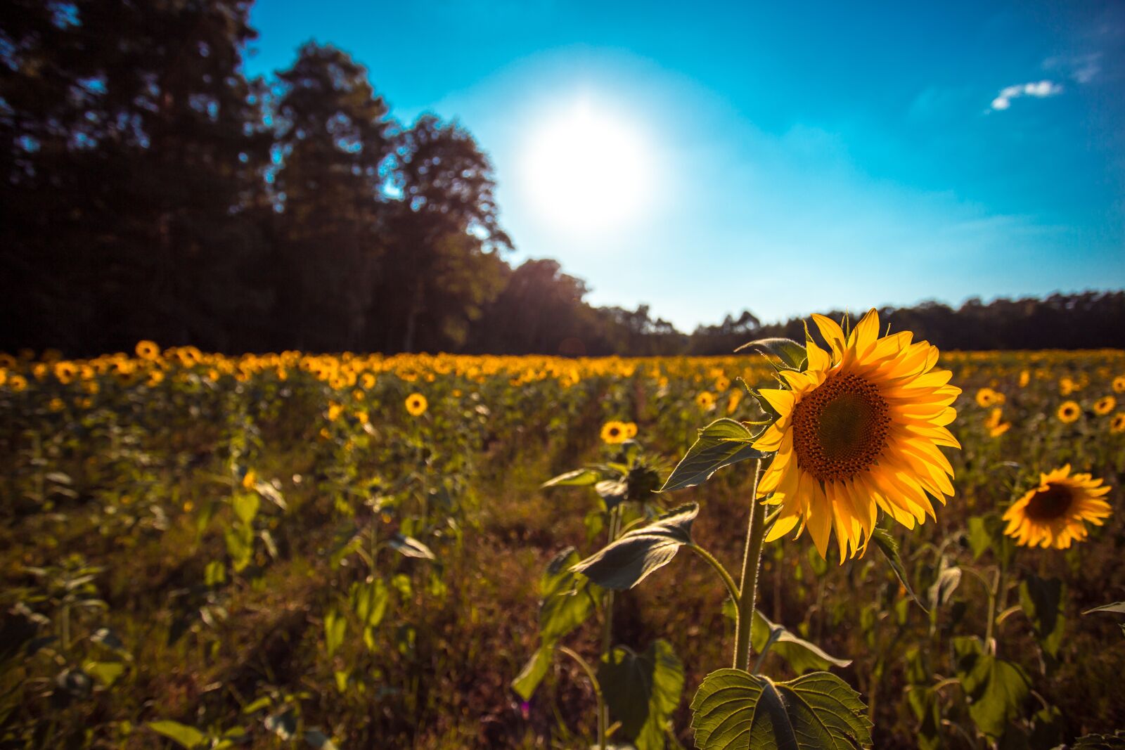Canon EOS 6D + Canon EF 17-40mm F4L USM sample photo. Field of sunflowers, the photography