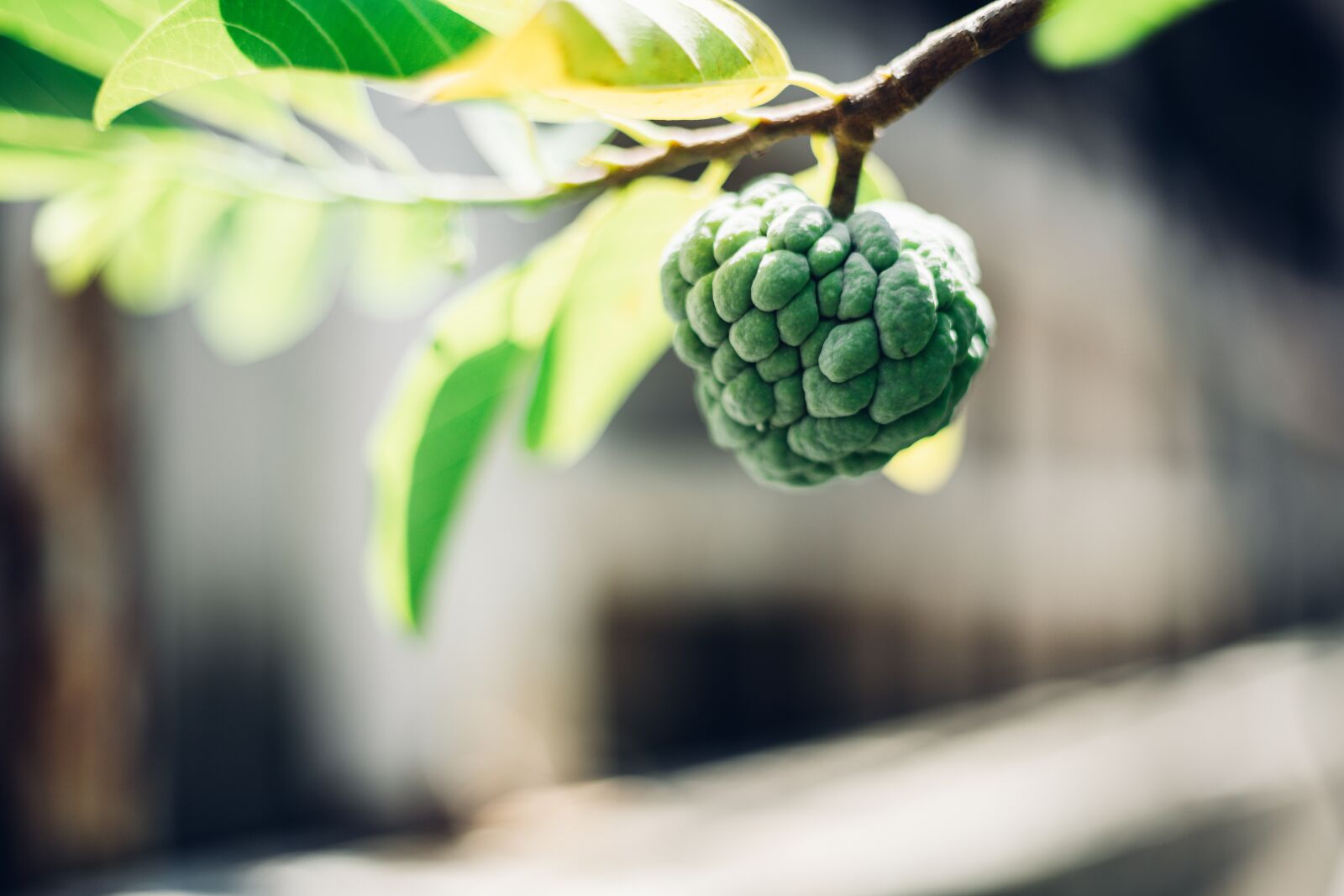 Canon EOS RP + Canon EF 50mm F1.8 STM sample photo. Fruit, annona, delicious photography