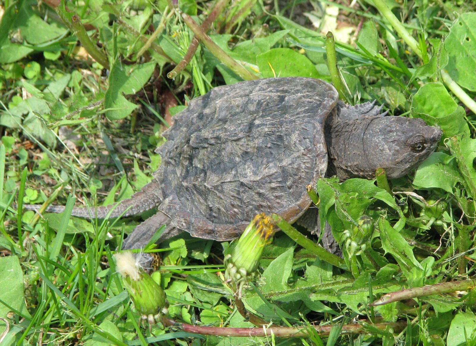 Canon POWERSHOT S5 IS sample photo. Common snapping turtle, chelydra photography