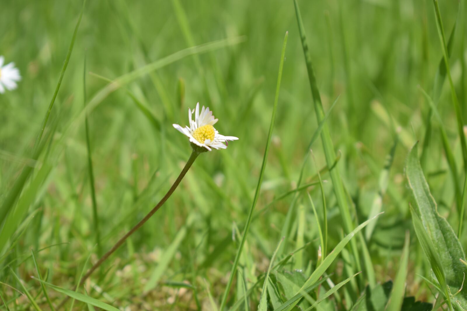 Nikon D3300 sample photo. Grass, daisy, wind photography