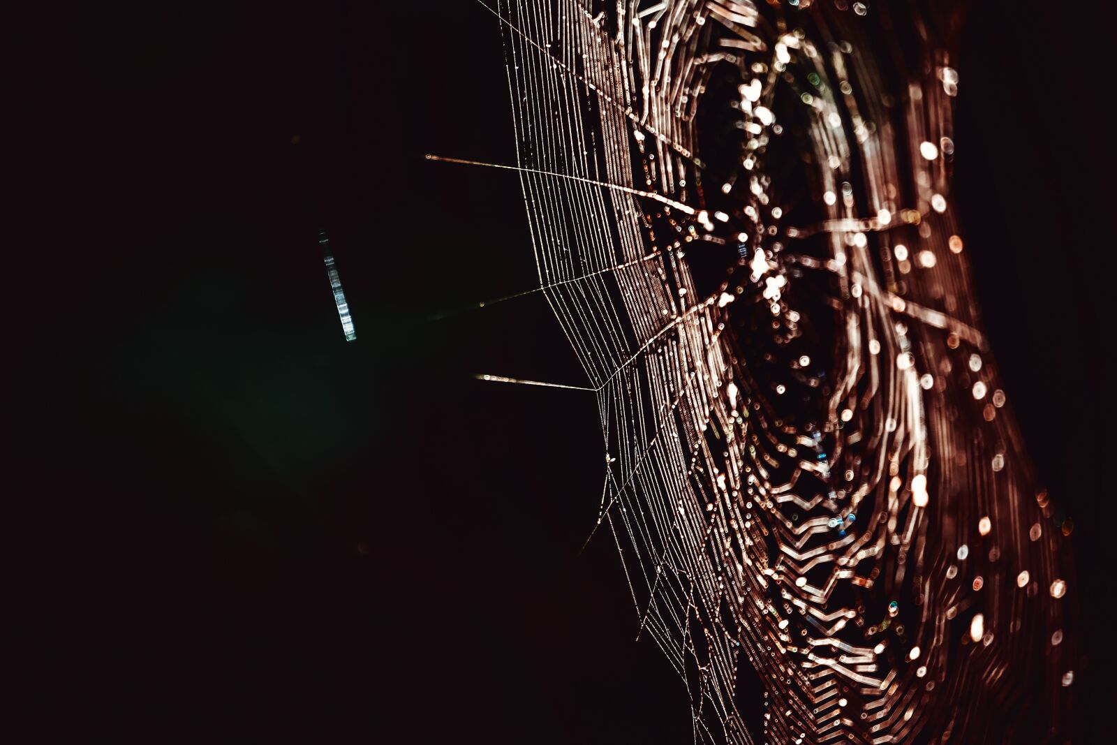 Fujifilm XF 55-200mm F3.5-4.8 R LM OIS sample photo. Cobweb, networking, spin threads photography