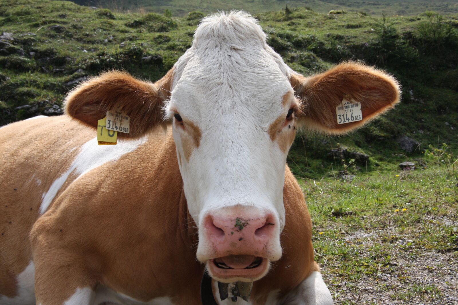 Canon EOS 40D sample photo. Beef, head, eye photography