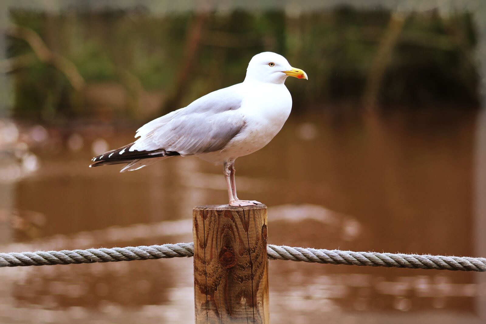 Canon EOS 550D (EOS Rebel T2i / EOS Kiss X4) sample photo. Animal, avian, beak, bird photography