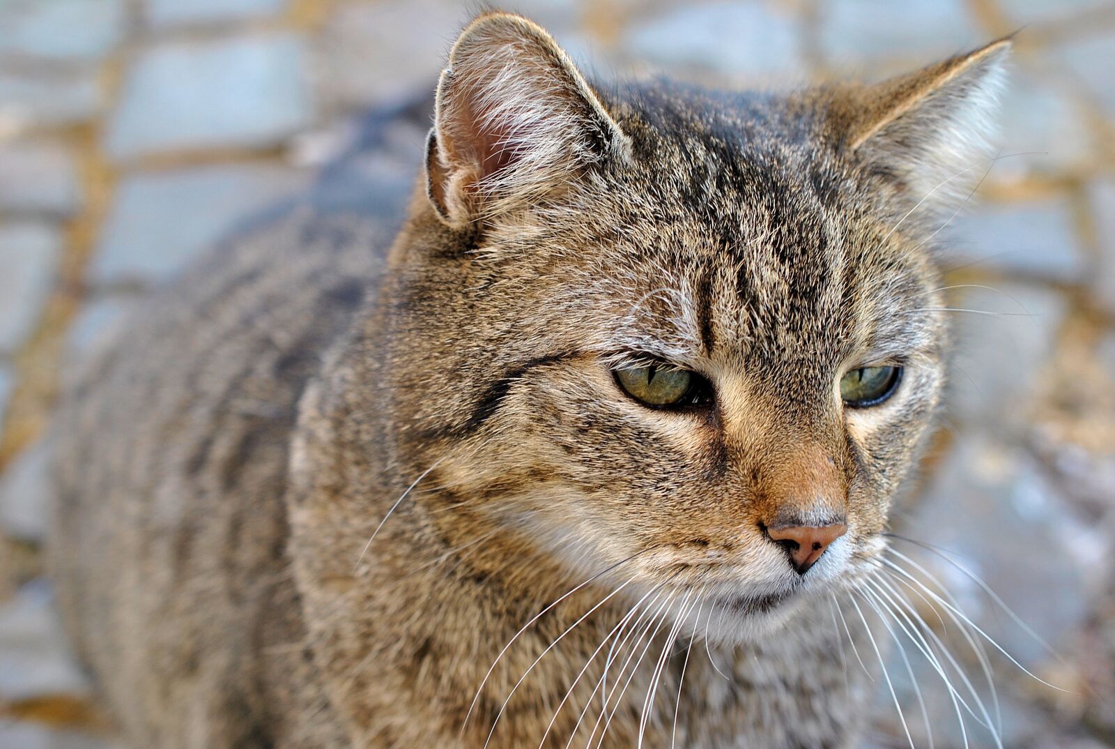 Nikon D3000 sample photo. Cat, grey, nature photography