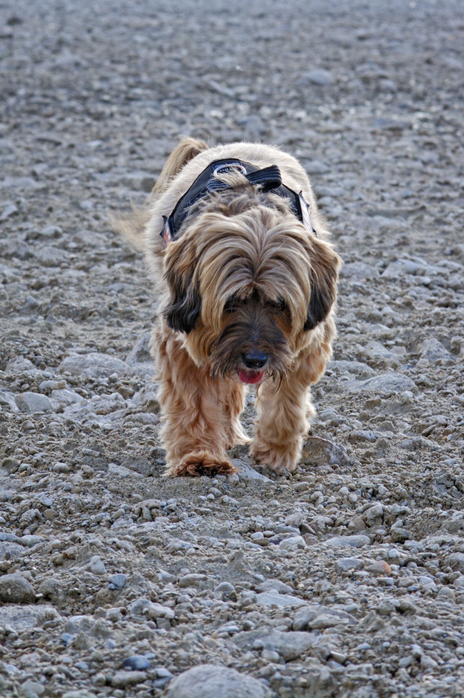 55.0-200.0mm f/4.0-f/5.6 sample photo. Dog, tibetan terrier, small photography