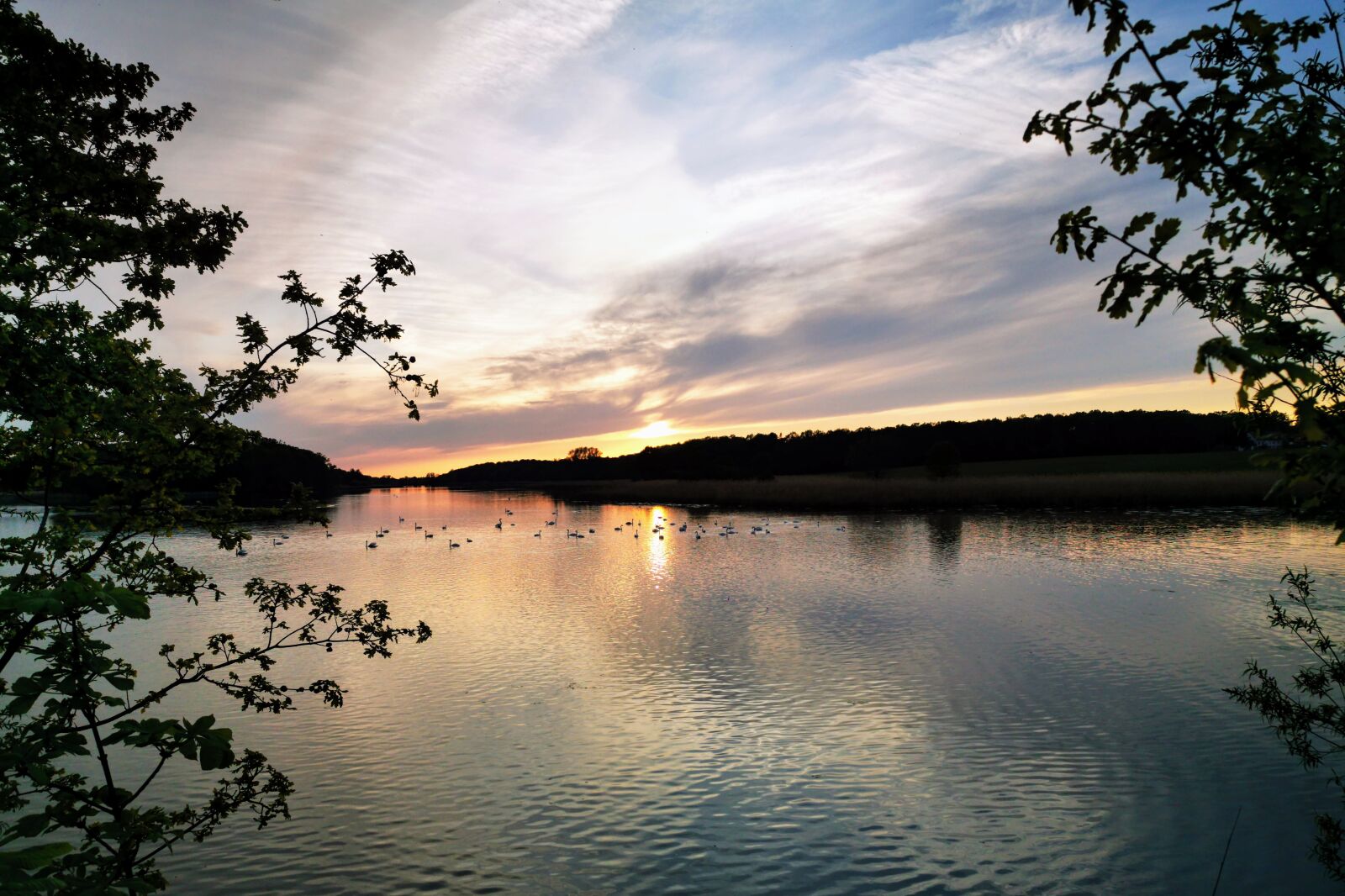 HUAWEI P30 Pro sample photo. Horstsee, wermsdorf, swans photography