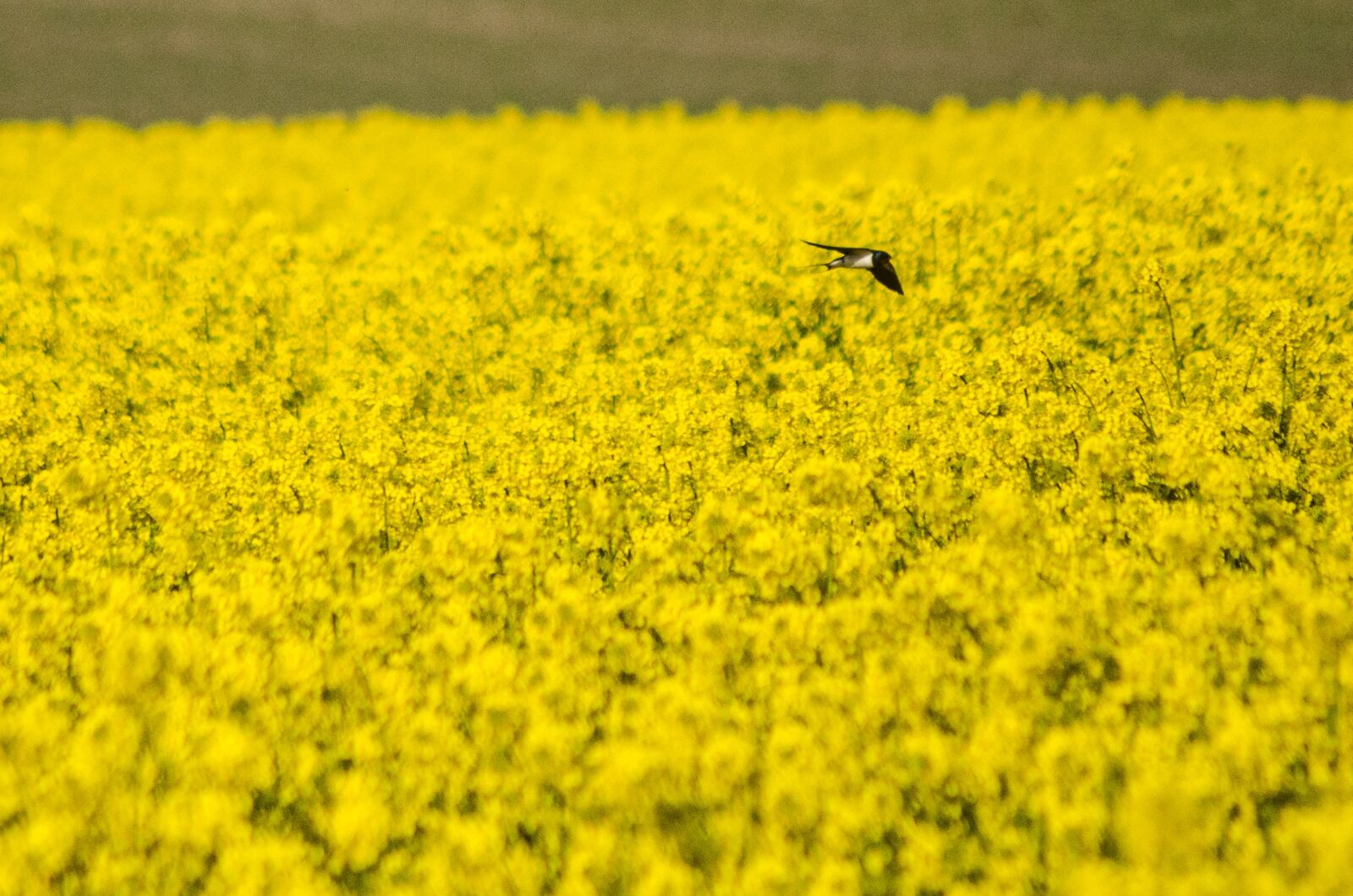 Nikon D7000 sample photo. Swallow, rapeseed, spring photography