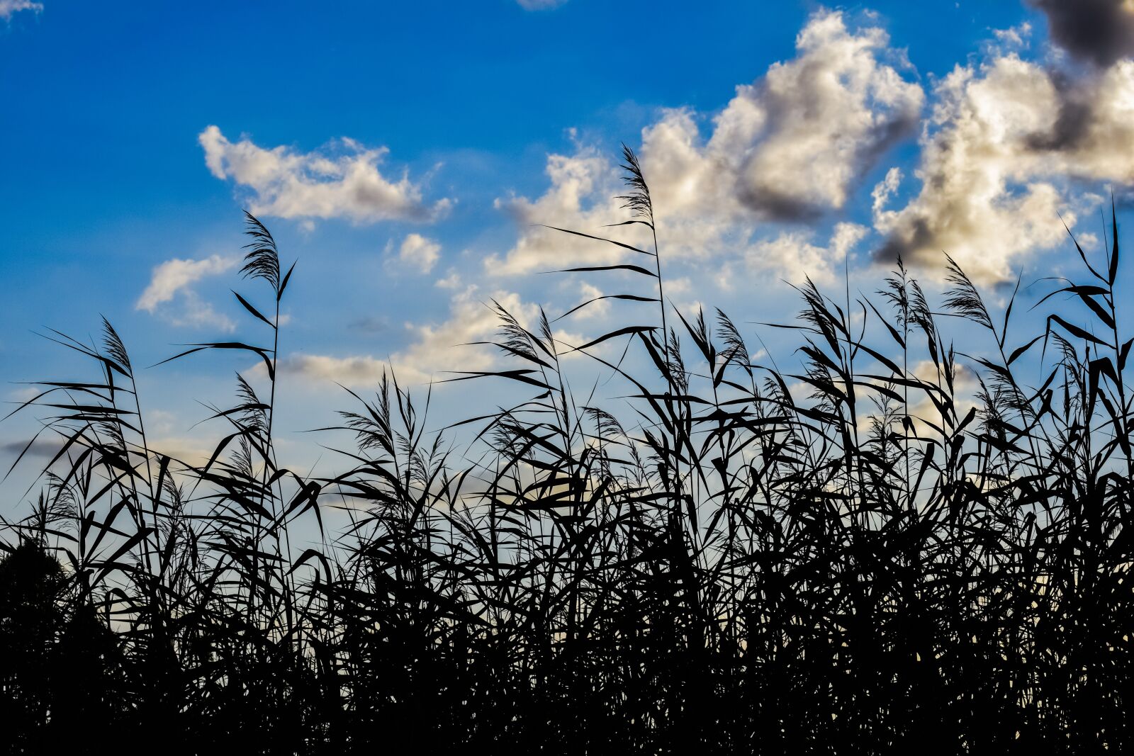 Nikon D3300 sample photo. Reeds, swamp, sky photography