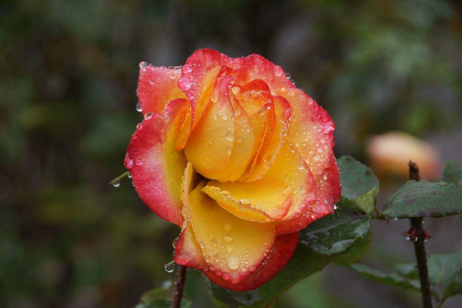 Sony DT 18-250mm F3.5-6.3 sample photo. Yellow, pink, rose photography