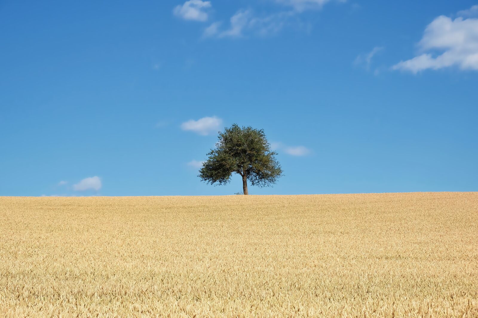 Fujifilm X-T20 sample photo. Nature, landscape, field photography