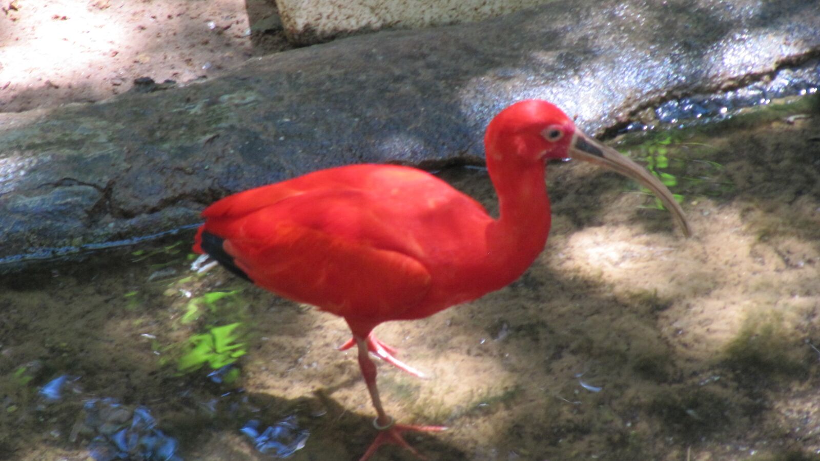 Canon PowerShot SX200 IS sample photo. Flamingo, bird, animal photography