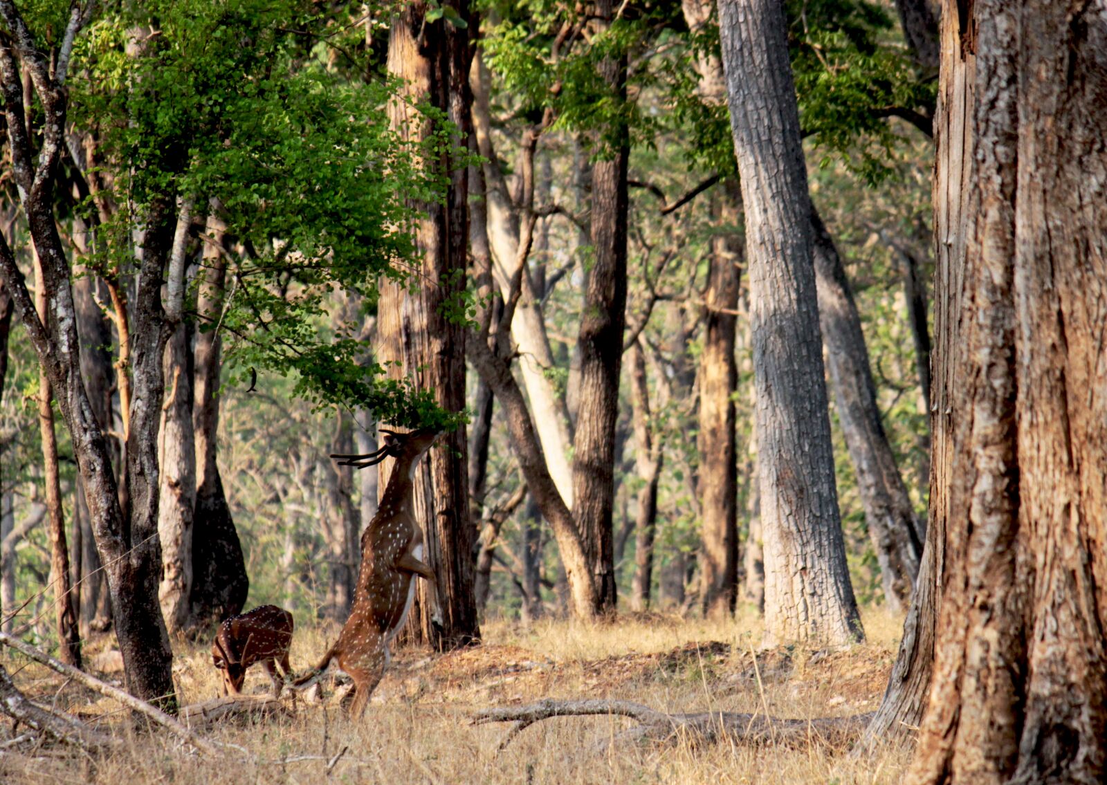 Canon EOS 500D (EOS Rebel T1i / EOS Kiss X3) sample photo. Deer, jungle, wildlife photography