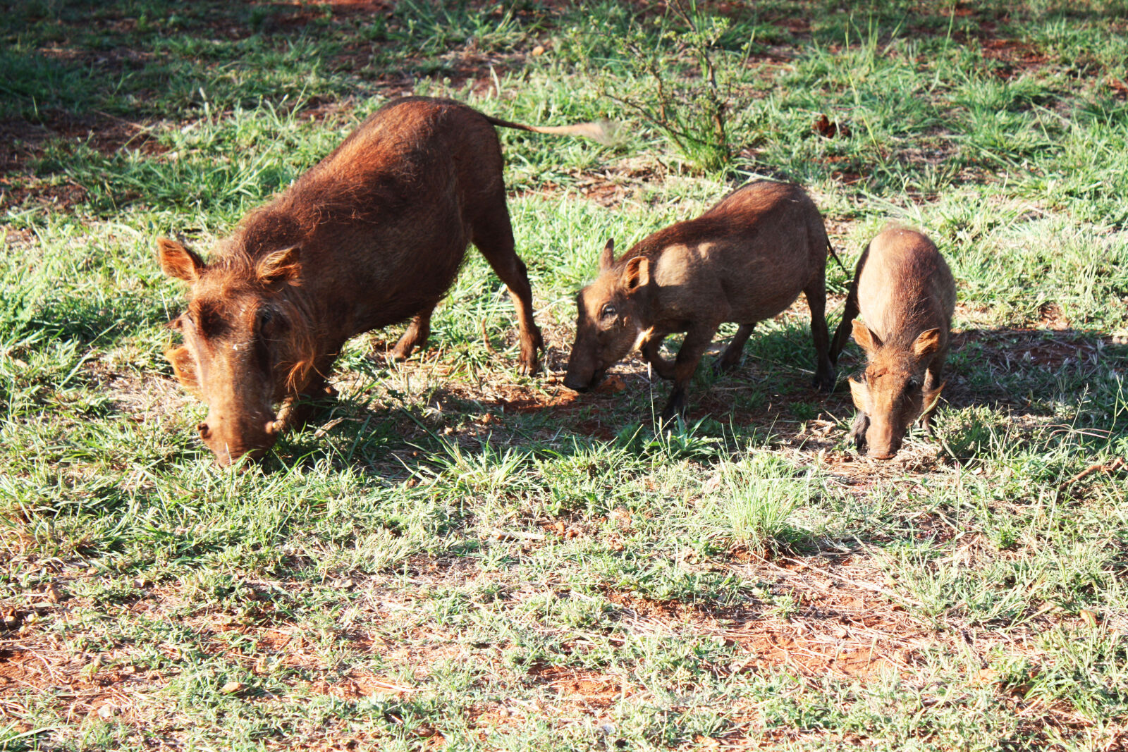 Canon EOS 450D (EOS Rebel XSi / EOS Kiss X2) sample photo. Animals, brown, eat, family photography
