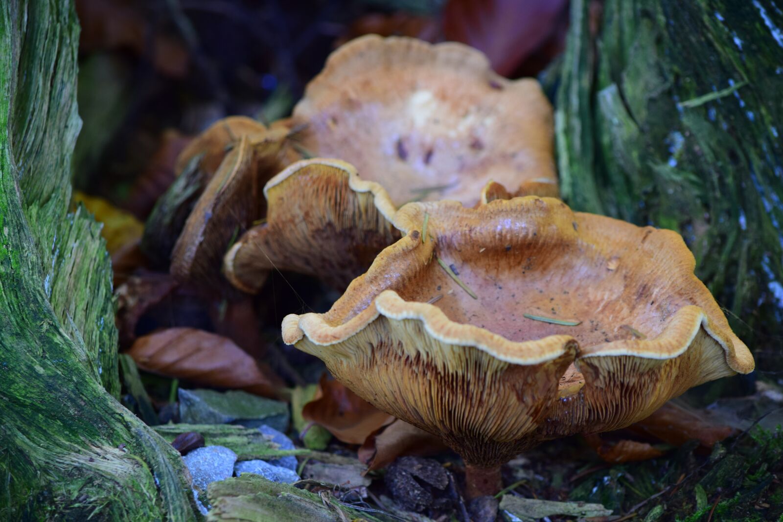Nikon D5300 sample photo. Mushroom, mushrooms, nature photography