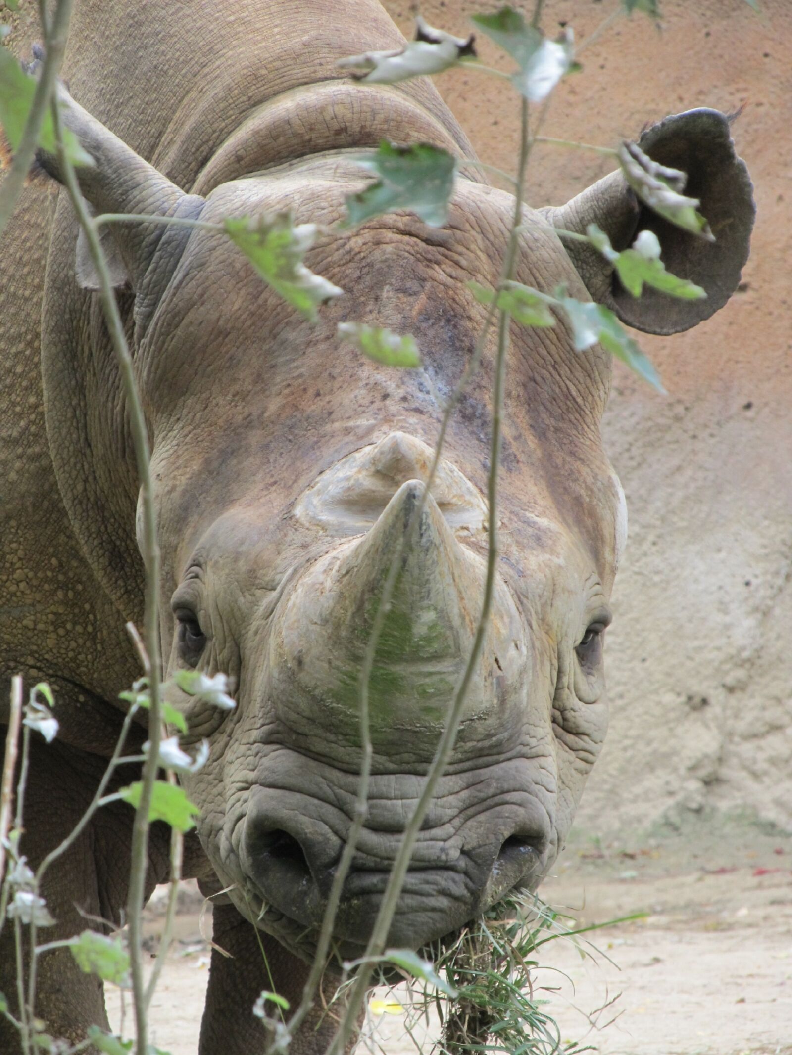 Canon PowerShot SX130 IS sample photo. Rhino, rhinoceros, wildlife photography