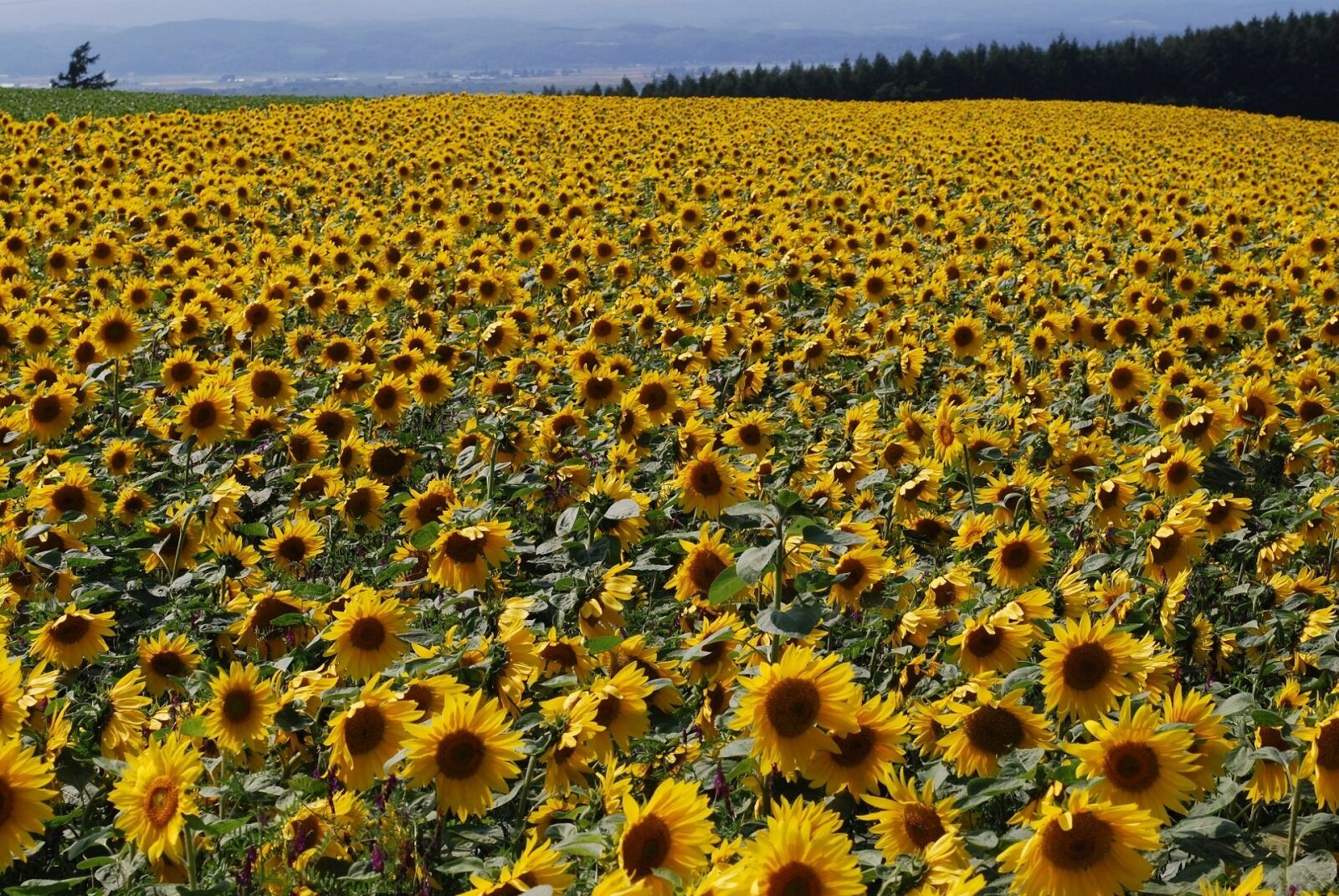 Nikon D60 sample photo. Sunflower, field, yellow photography