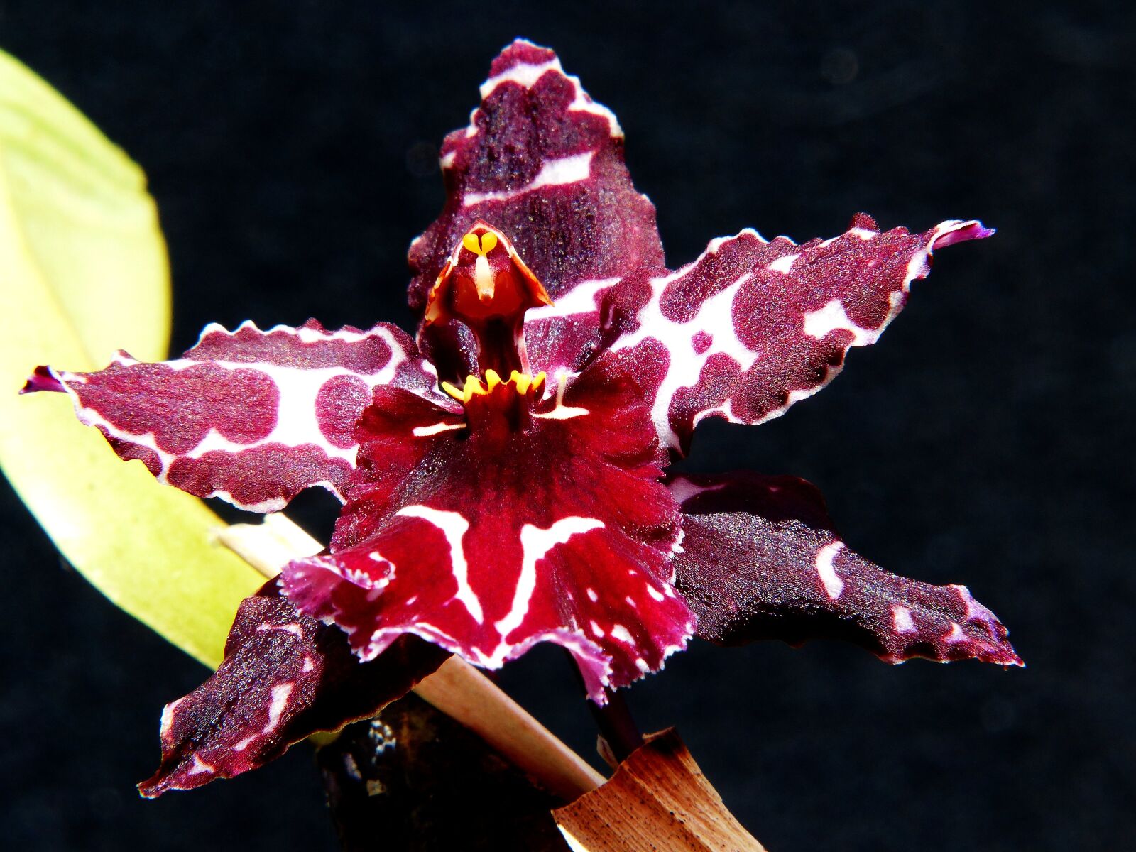 Panasonic Lumix DMC-FZ200 sample photo. Orchid, blossom, bloom photography