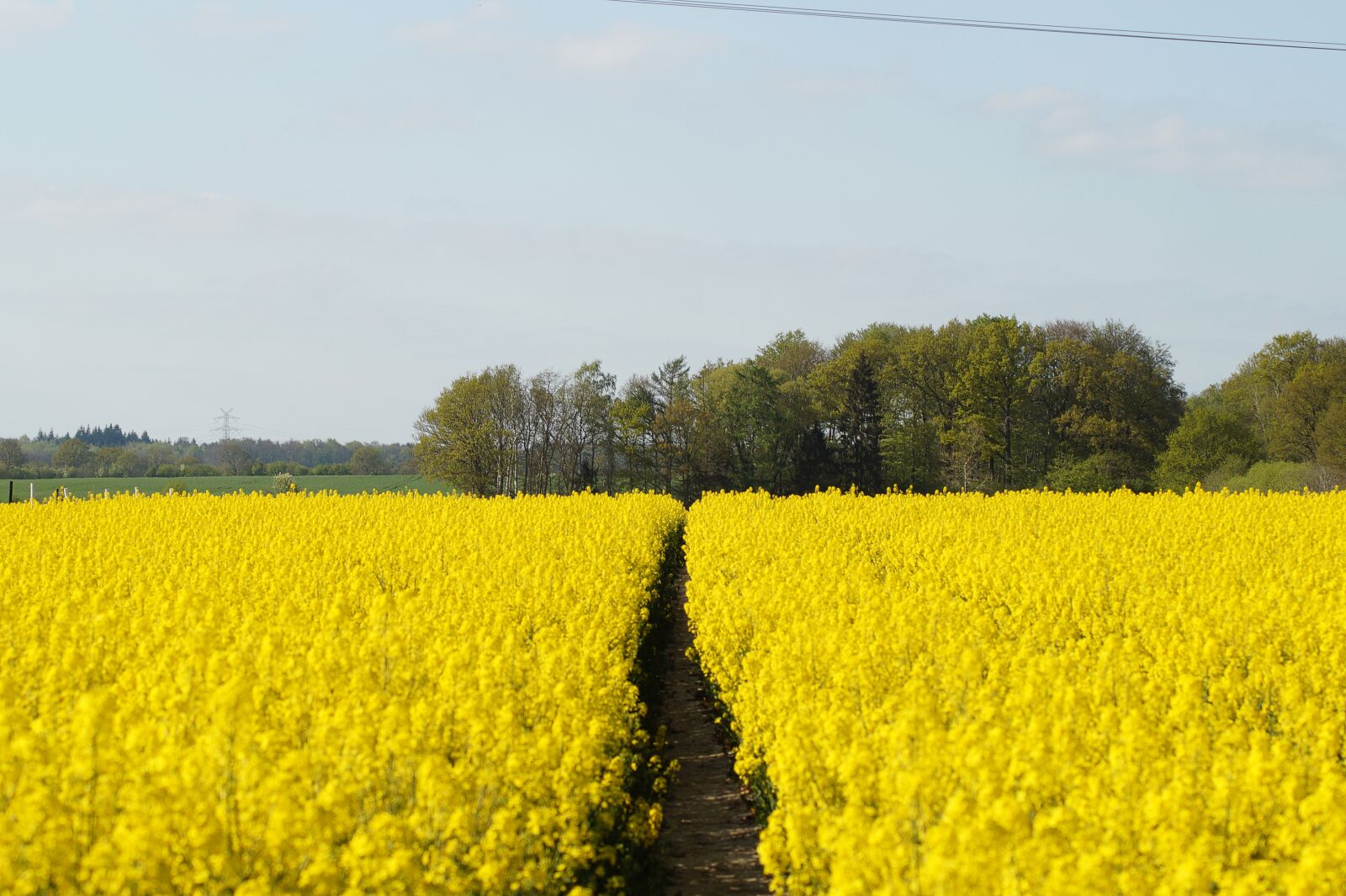Sony SLT-A58 sample photo. Rapsfeld, rape field, field photography