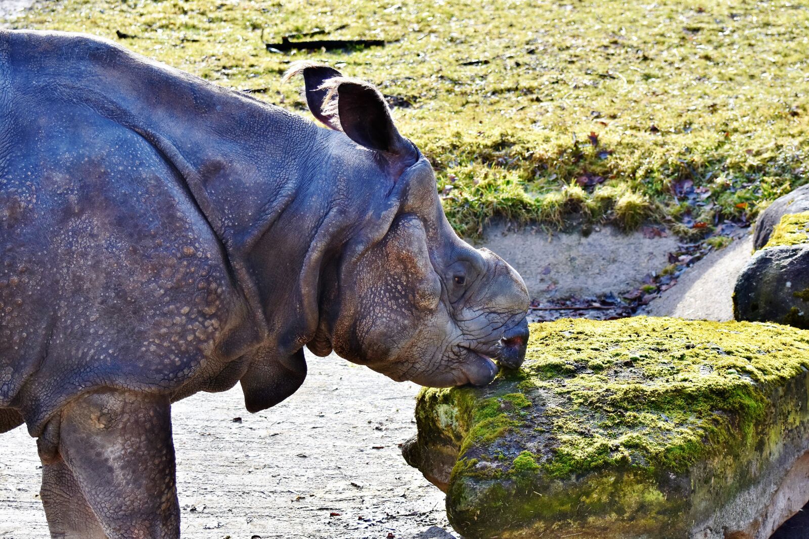 Nikon D7200 sample photo. Rhino, horn, animal photography