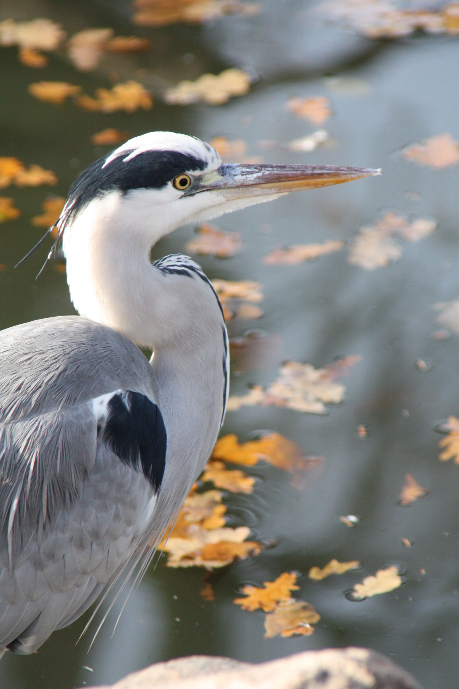 Canon EOS 450D (EOS Rebel XSi / EOS Kiss X2) sample photo. Grey heron, heron, bird photography