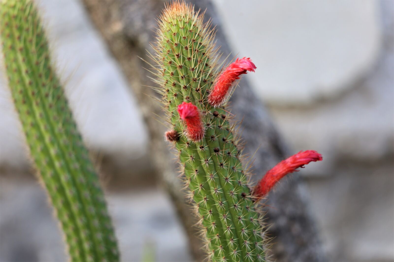 Canon EOS 6D sample photo. Cactus, red flower, green photography