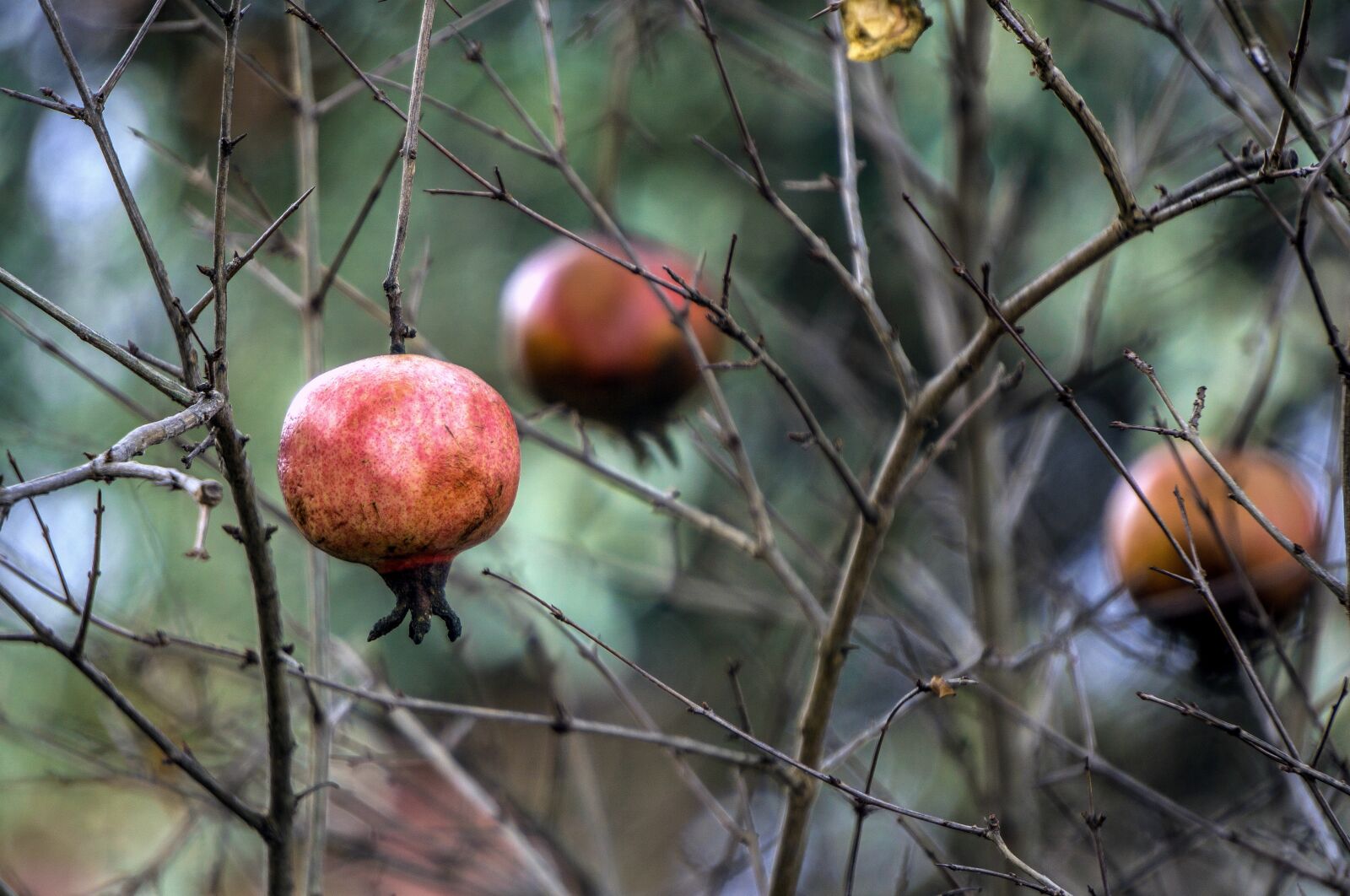 Sony E 55-210mm F4.5-6.3 OSS sample photo. Magrana, wild, tree photography