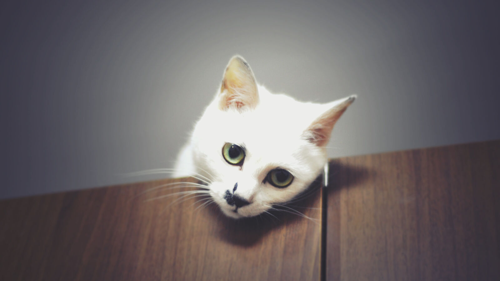 Nikon D90 + Nikon AF Nikkor 50mm F1.8D sample photo. Adorable, animal, cat, cute photography