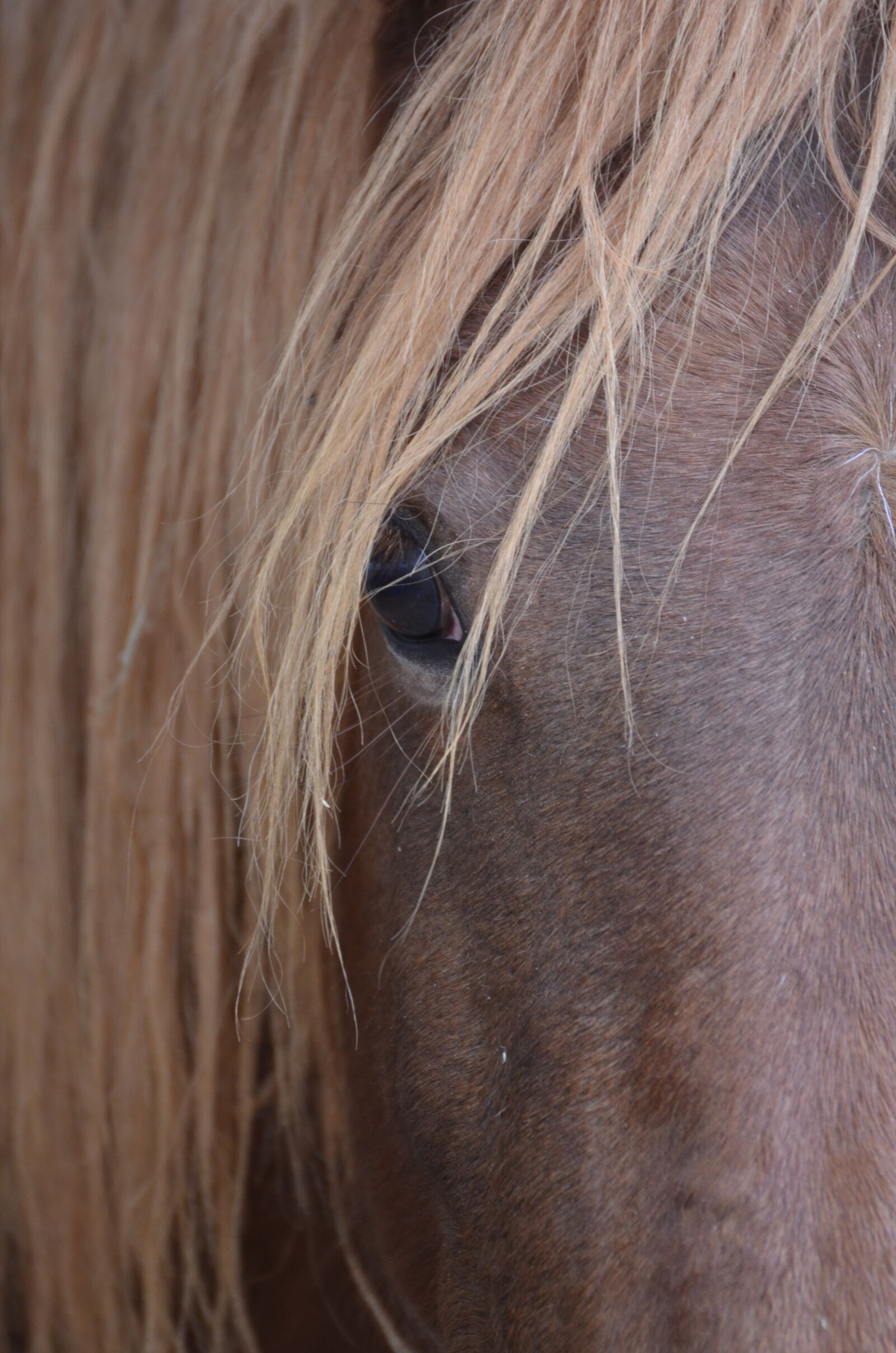 Nikon D5100 sample photo. Horse, brown, horse head photography