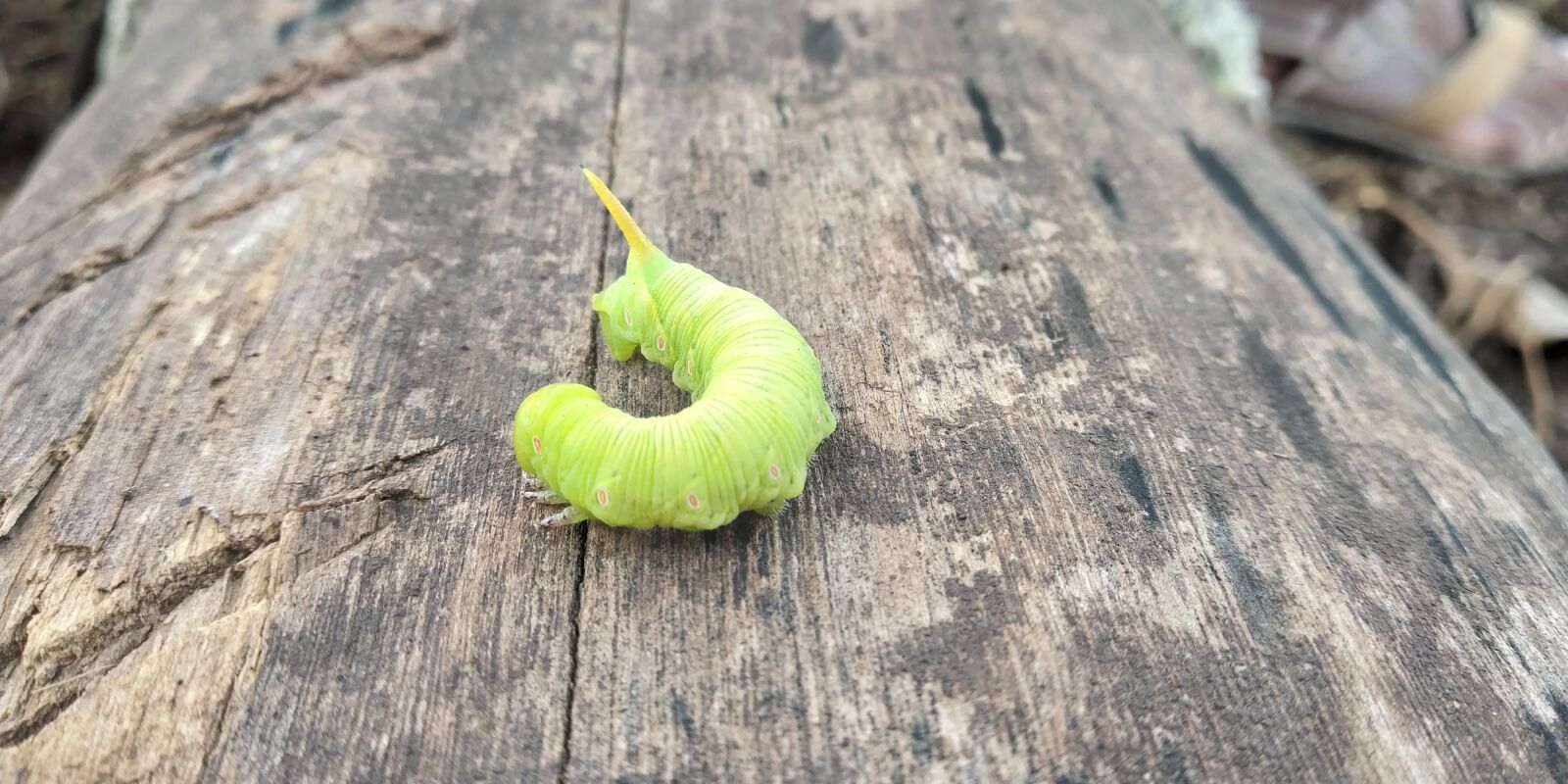 Xiaomi Redmi Note 5 Pro sample photo. Nature, larva, maggots photography
