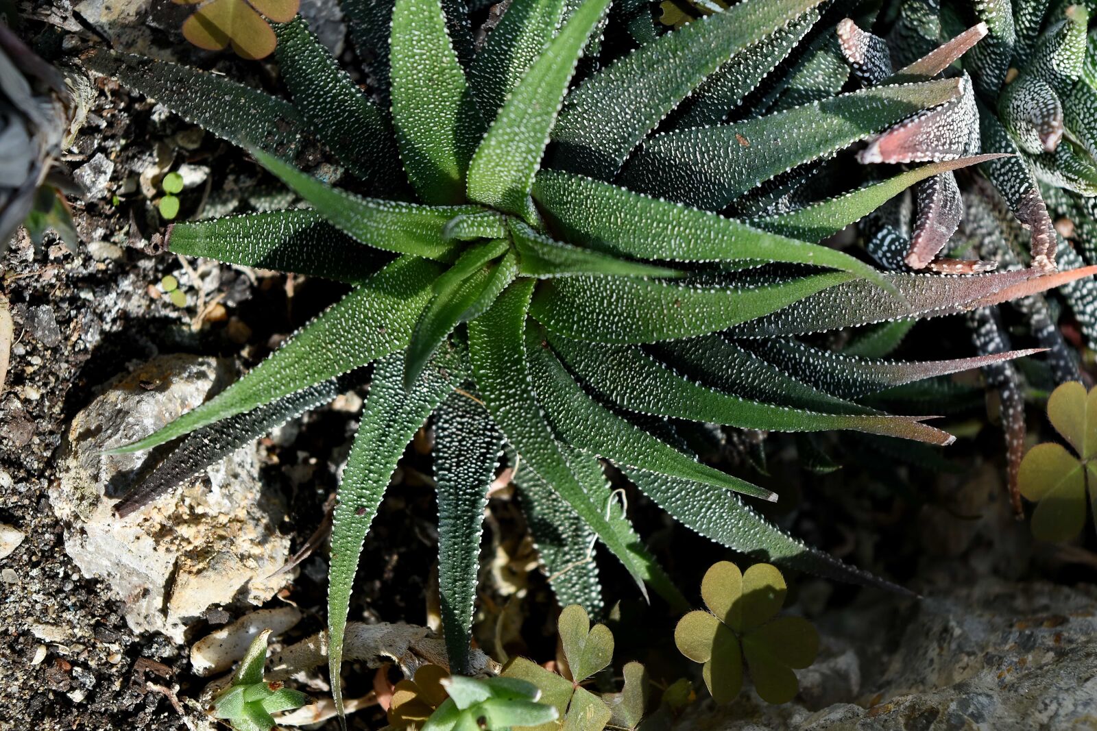 Nikon D5500 sample photo. Flora, shrub, cactus, nature photography