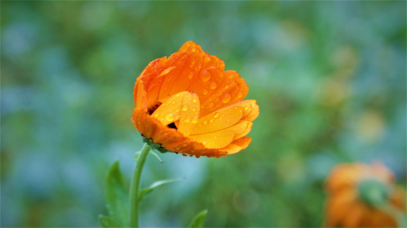 Sony Alpha DSLR-A350 sample photo. Flower, after the rain photography