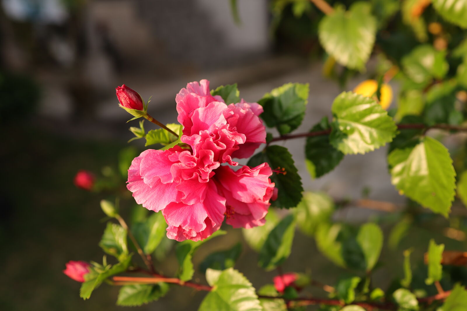 Canon EOS RP sample photo. Red hibiscus photography
