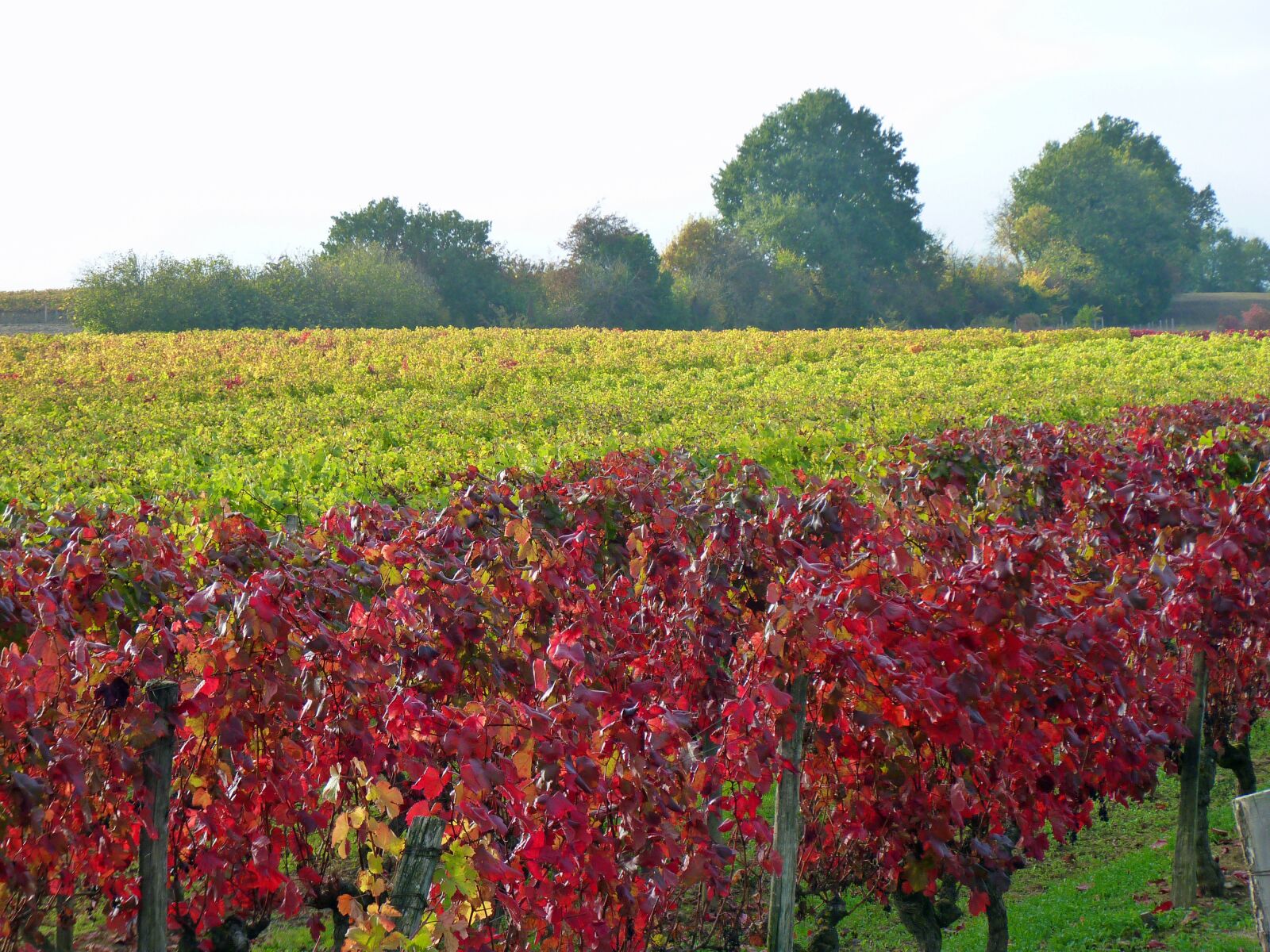 Panasonic Lumix DMC-FZ35 (Lumix DMC-FZ38) sample photo. Vine, fall, vineyard photography