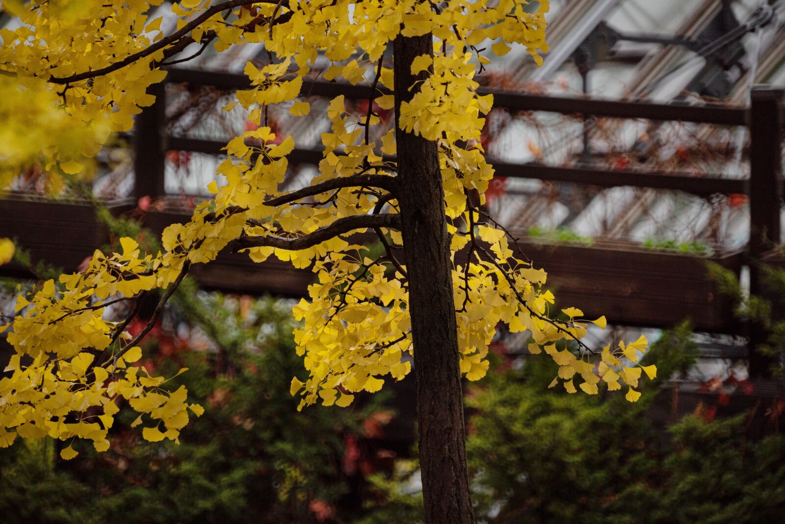 Sony 500mm F8 Reflex sample photo. Autumn, yellow, leaves photography