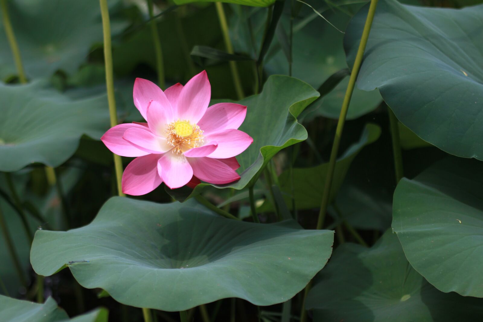 Canon EOS 500D (EOS Rebel T1i / EOS Kiss X3) sample photo. Plants, lotus, aquatic photography