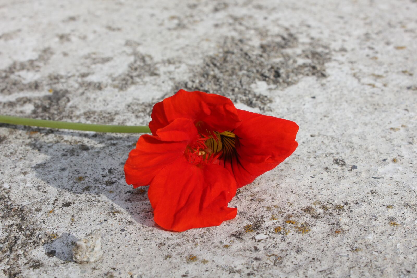 Canon EOS 550D (EOS Rebel T2i / EOS Kiss X4) sample photo. Red, flower, red flower photography