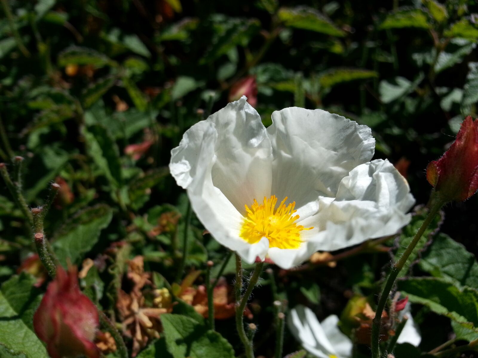 Samsung Galaxy Note2 sample photo. Flower, white, delicate photography