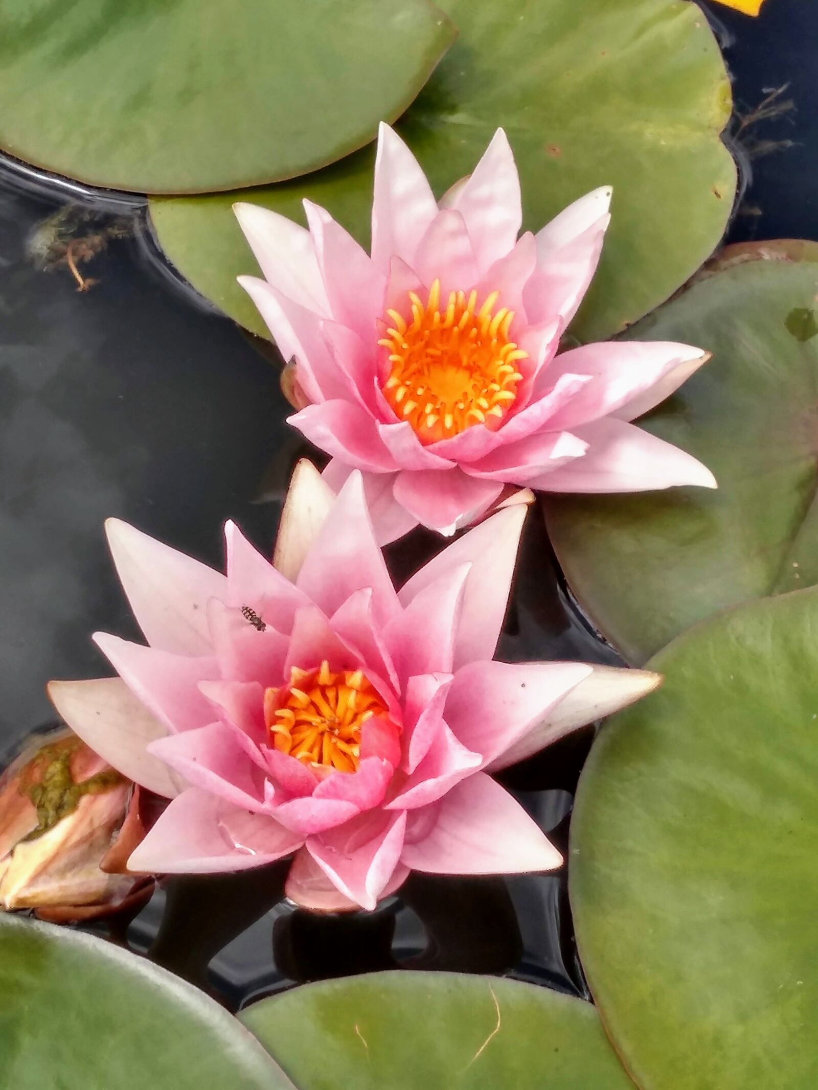 Motorola moto g(6) play sample photo. Waterlilies, water, lily photography