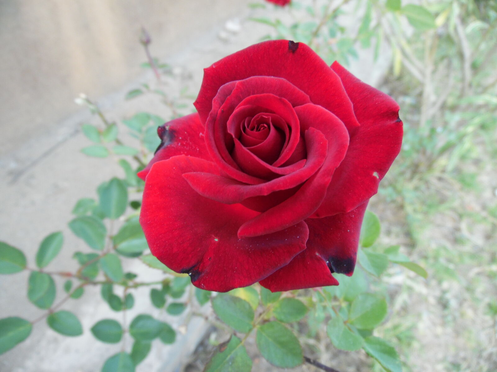 Samsung WB1100F/WB1101F/WB1102F sample photo