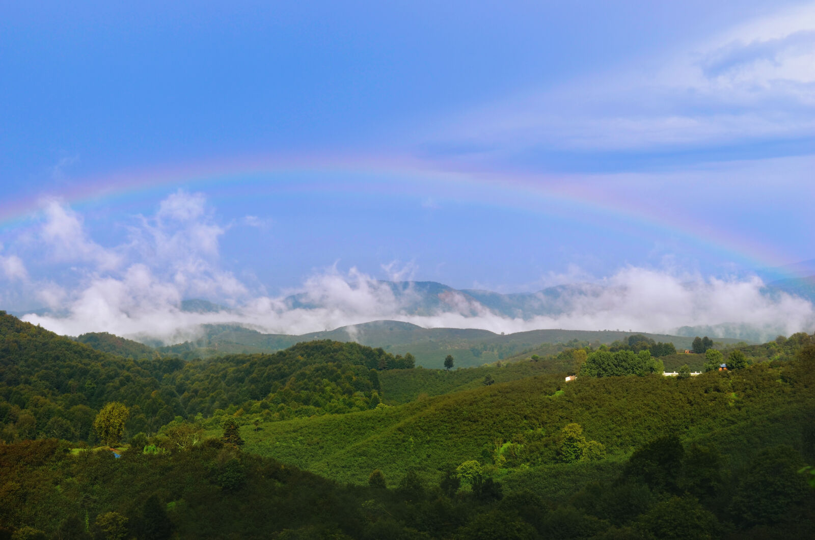 Nikon D5100 sample photo. Dreamy, green, nature, rainbow photography