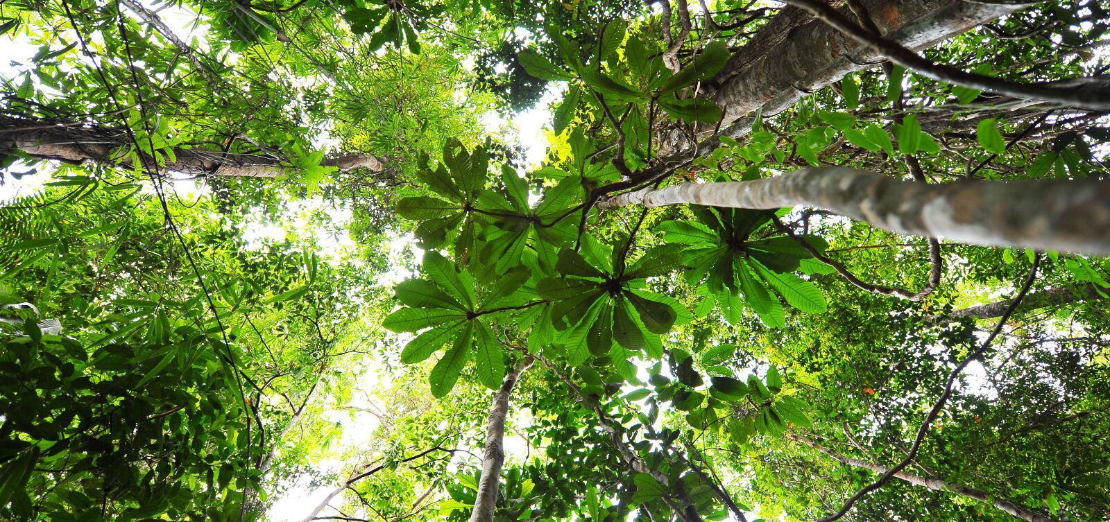 Nikon D700 sample photo. Jungle, dschungel, blätter photography
